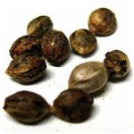 Семена марихуаны АК-47  (Seeds AK-47) в Евпатории